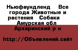 Ньюфаундленд  - Все города Животные и растения » Собаки   . Амурская обл.,Архаринский р-н